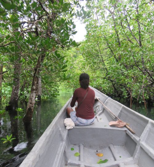 mangrove3
